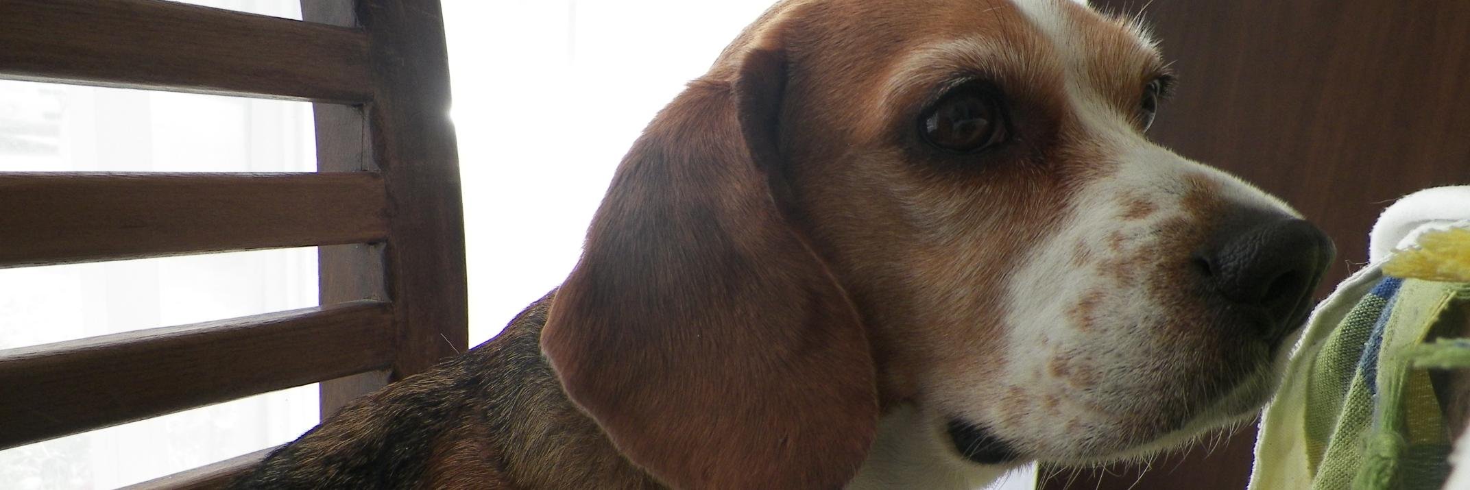 Claudia Suárez banner