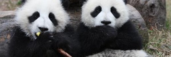 KotaroPander Profile Banner