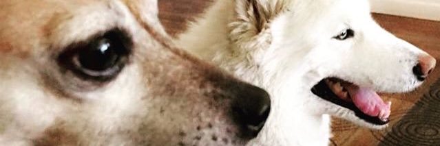 rdoza88's profile banner image