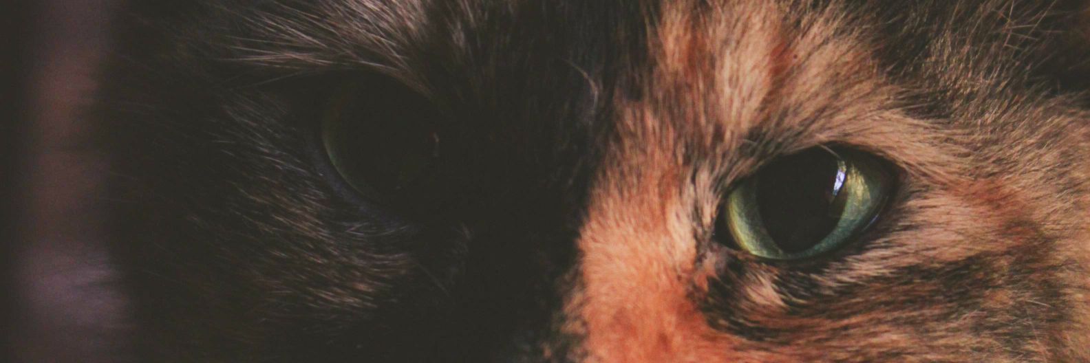 EveeNegretti's profile banner image