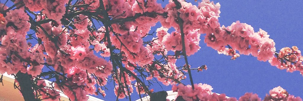 AmaliaCorts's profile banner image