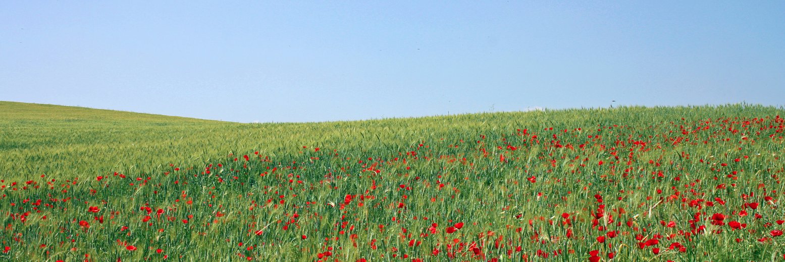 soniangui's profile banner image