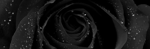 emmilynight's profile banner image