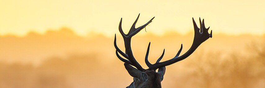 ShinShinny's profile banner image