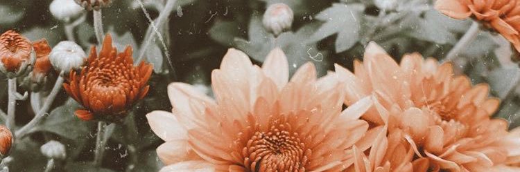 MariaChico_'s profile banner image