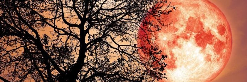 Champion 🌻🇺🇸🍺❄🎄 banner