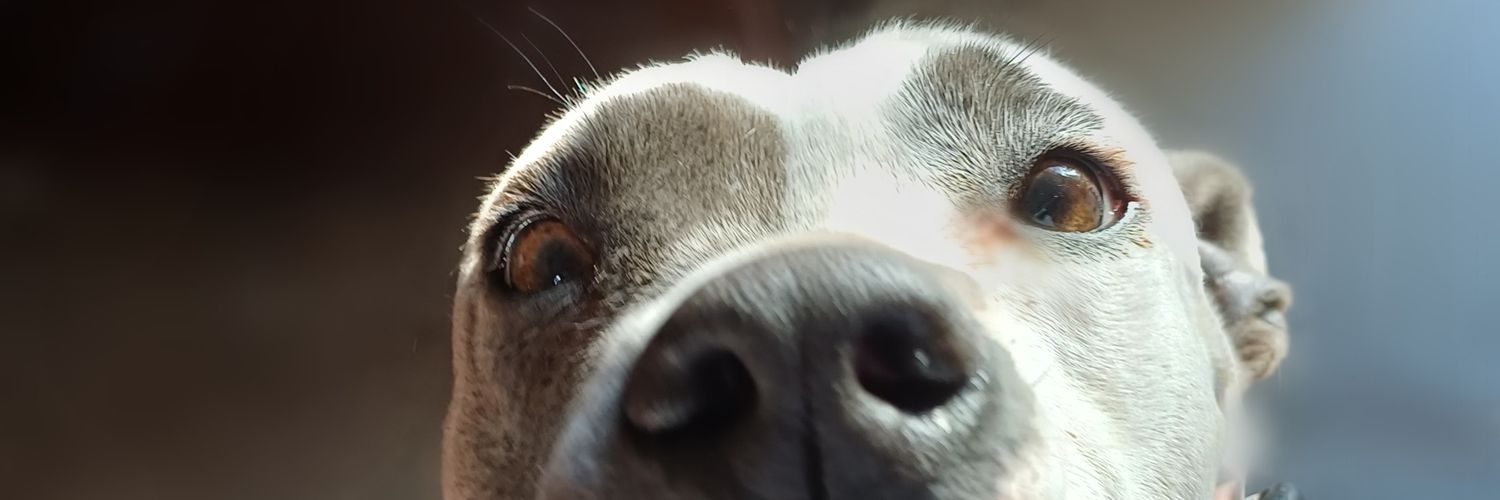 Julimaldonado__'s profile banner image