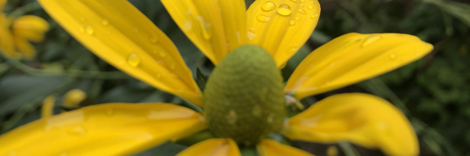 NancyCravey's profile banner image