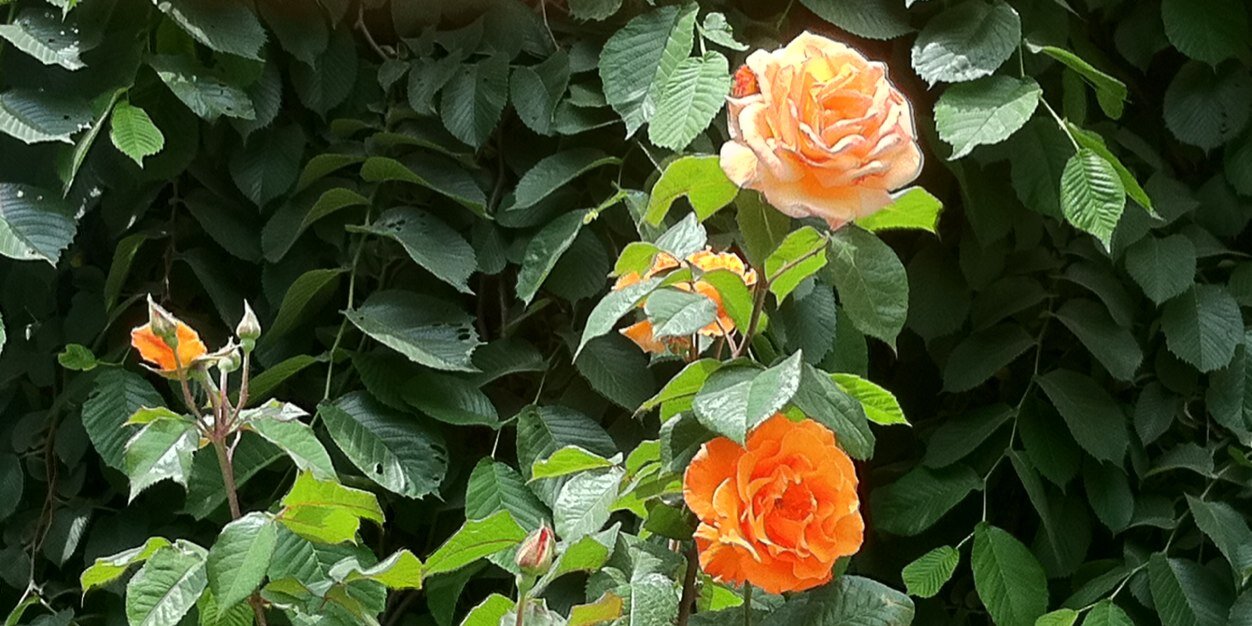 IbrahimALAmoudi's profile banner image