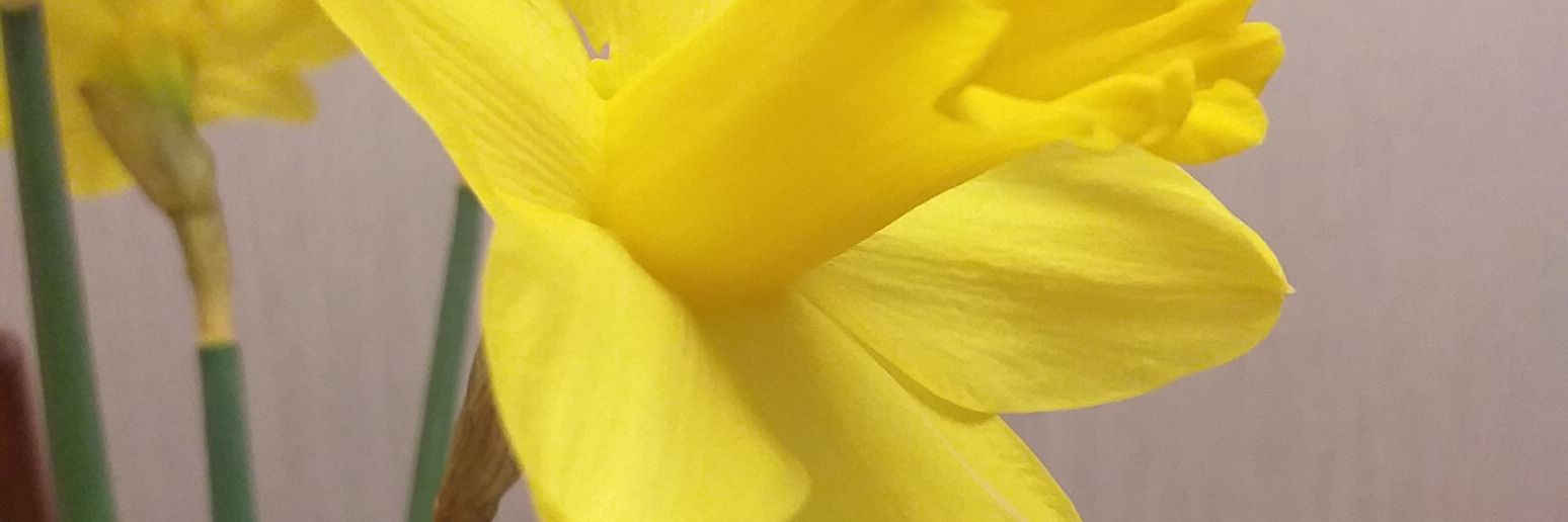 Anne Thompson banner