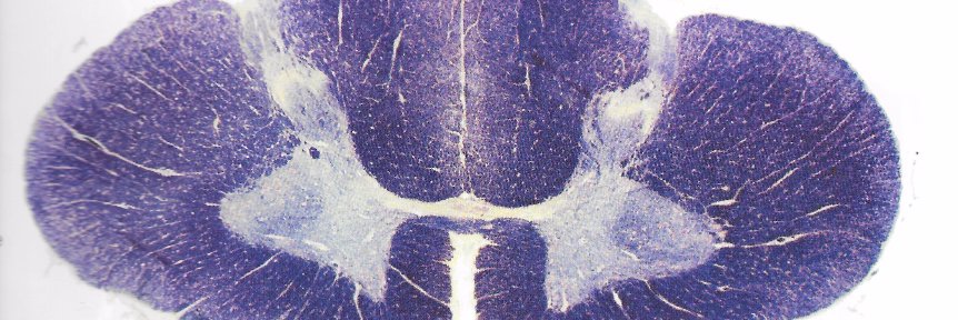 Dr. Alexandra Wink banner