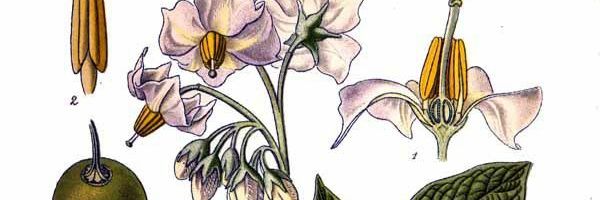 Chofi_Css's profile banner image