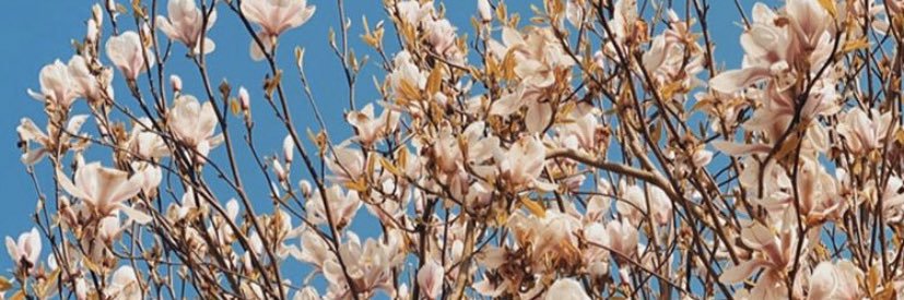 R E B E C C A ✨ banner