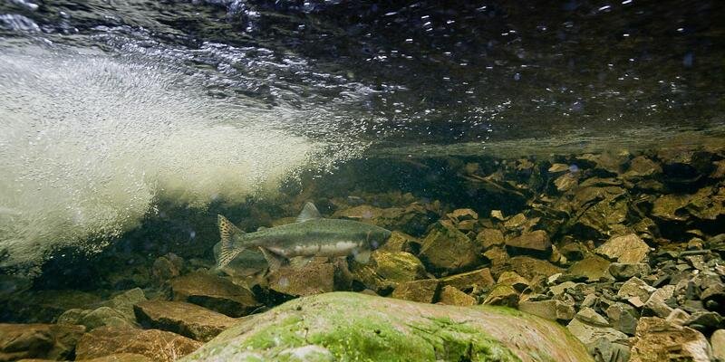 CopperWatershed's profile banner image