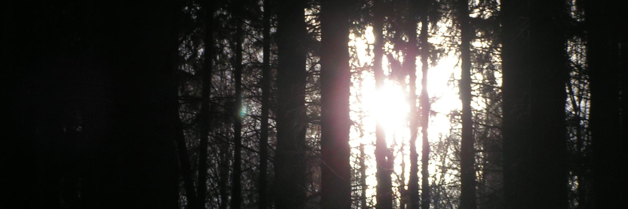 misstraurig's profile banner image