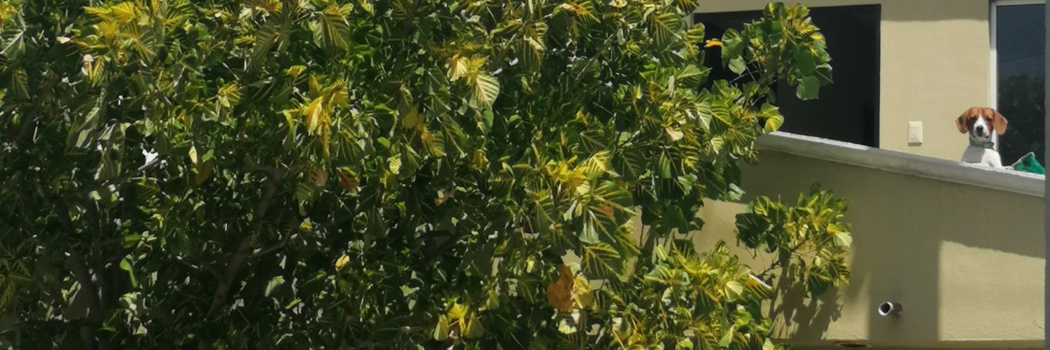danyyespluc's profile banner image
