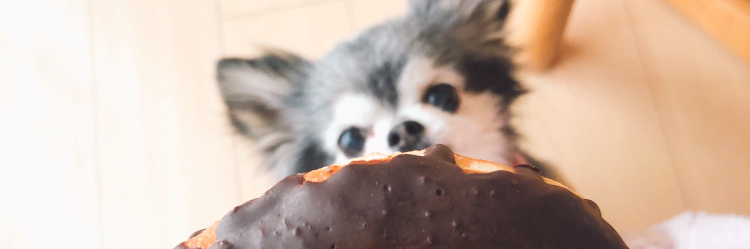 🍞コムギ🍞 banner