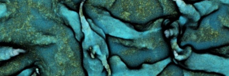 polymicrobelife's profile banner image