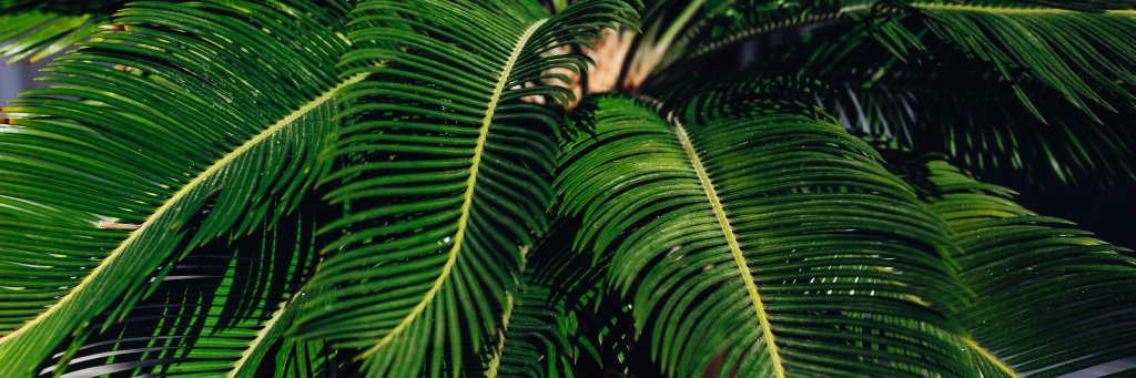 LexieRMitchell's profile banner image