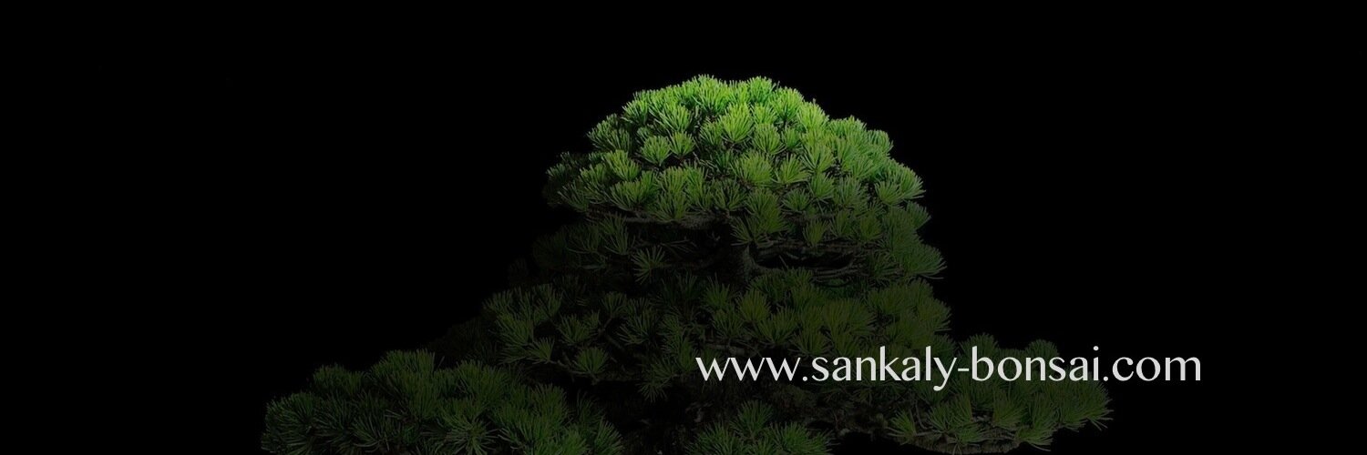 Sankaly_Bonsai's profile banner image