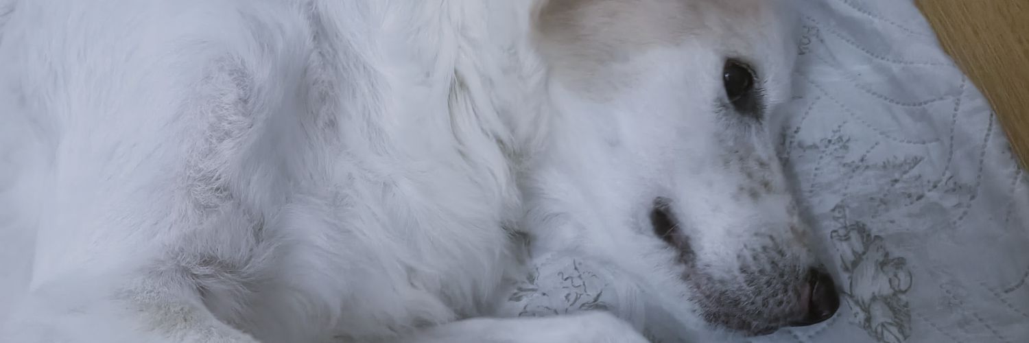 aygl18's profile banner image