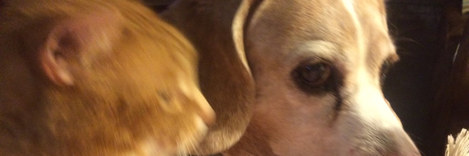 ASAAdoption's profile banner image