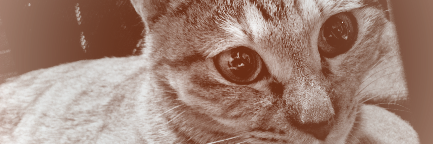 mainyaa's profile banner image