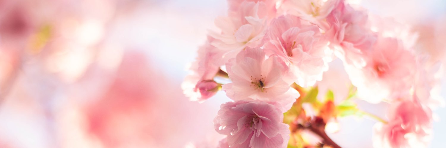 sakura0512_'s profile banner image