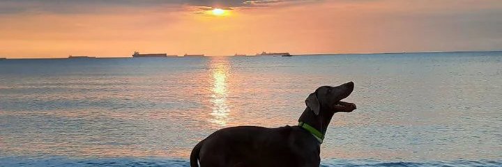 GuillermoMatos2's profile banner image