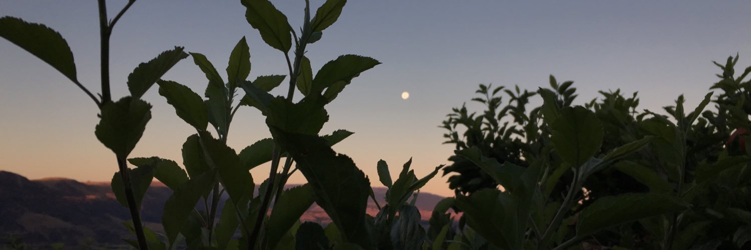 CeleneCortez's profile banner image