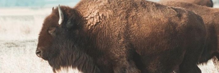 RAIDER_PRIEST1's profile banner image