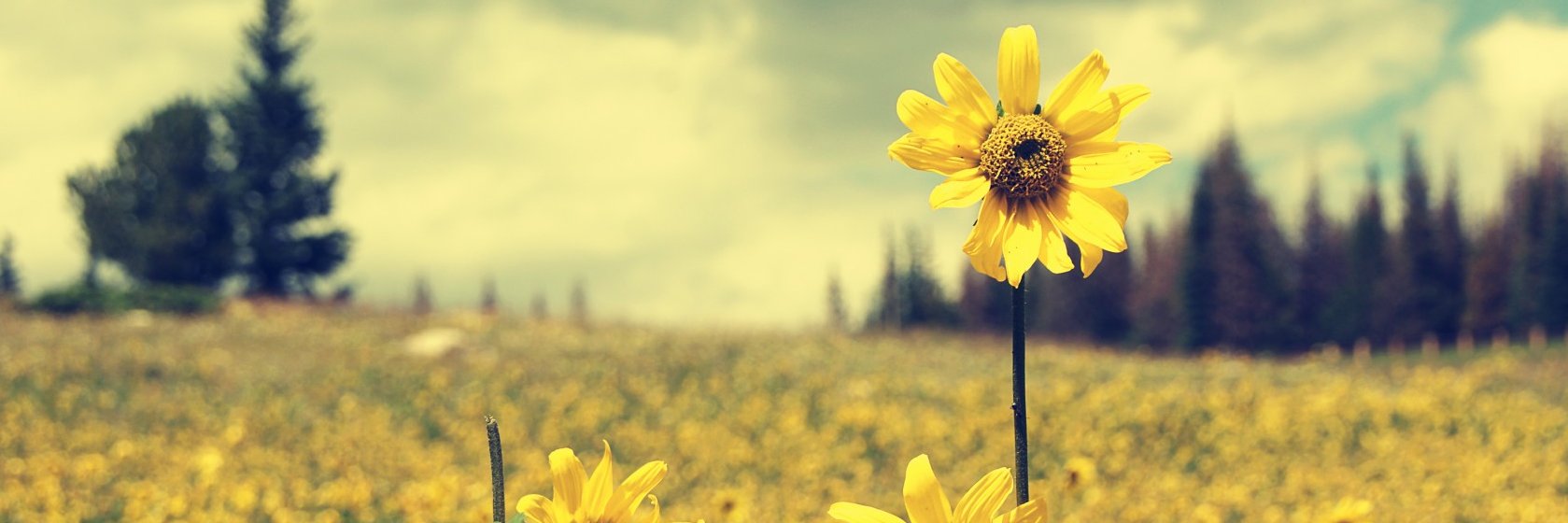 𝕄𝕒𝕣𝕚𝕖 · 🌾🌻 banner
