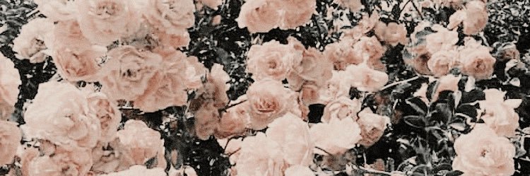CyvannahCatt's profile banner image