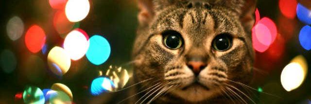 novaansigit's profile banner image