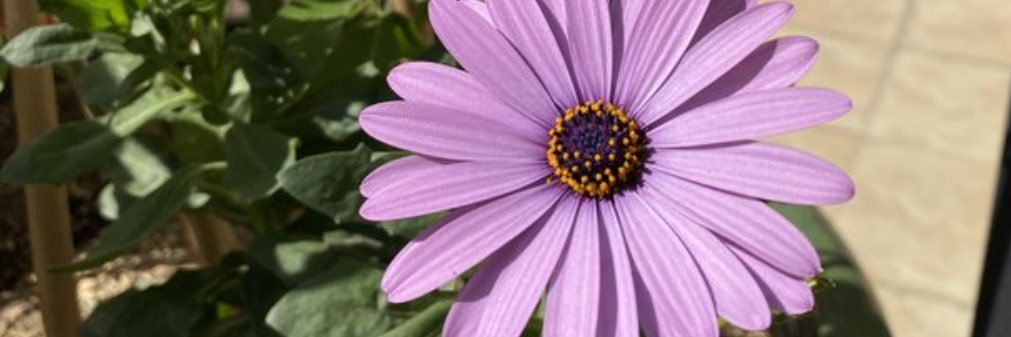 سامية 🍁 banner