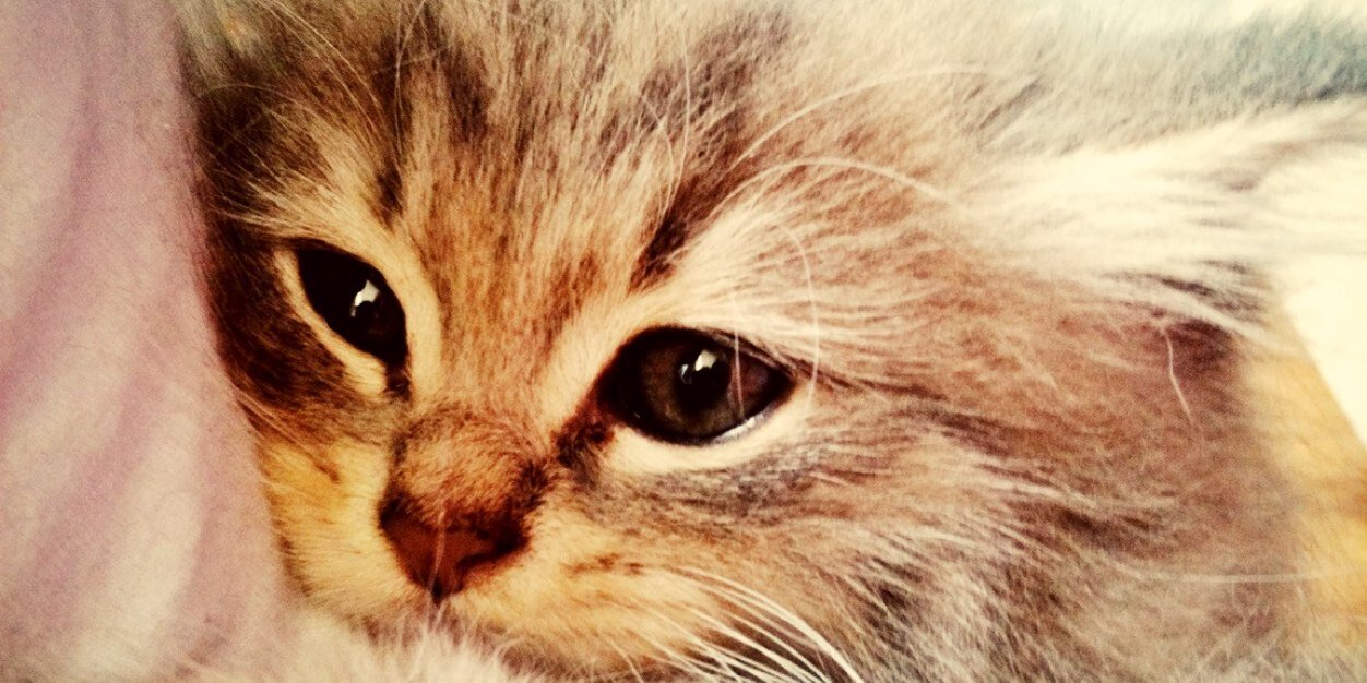 TashyaDP's profile banner image