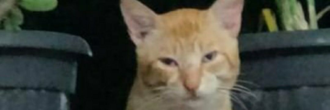 Nathasa96's profile banner image