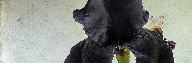 AlineaSmaragda's profile banner image