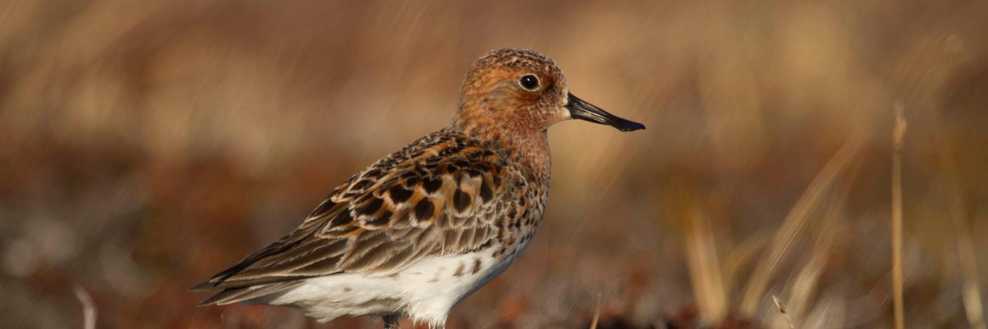 Fyodor Kondrashov banner