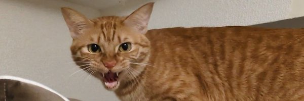 zabeth129 Profile Banner