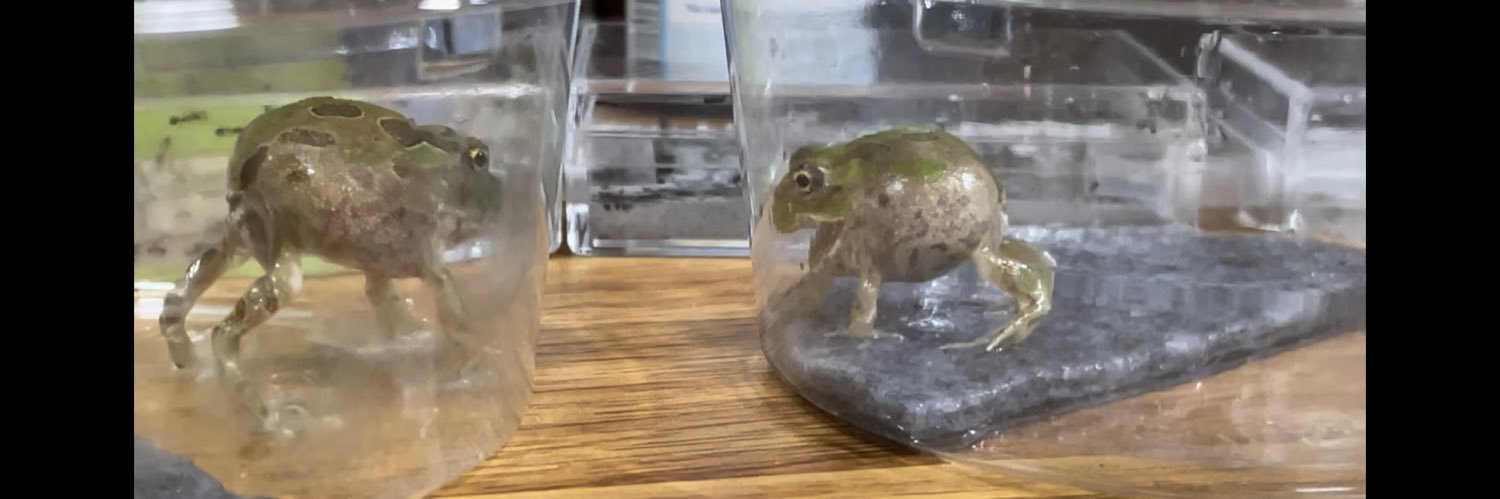 りなぴ🦙 banner