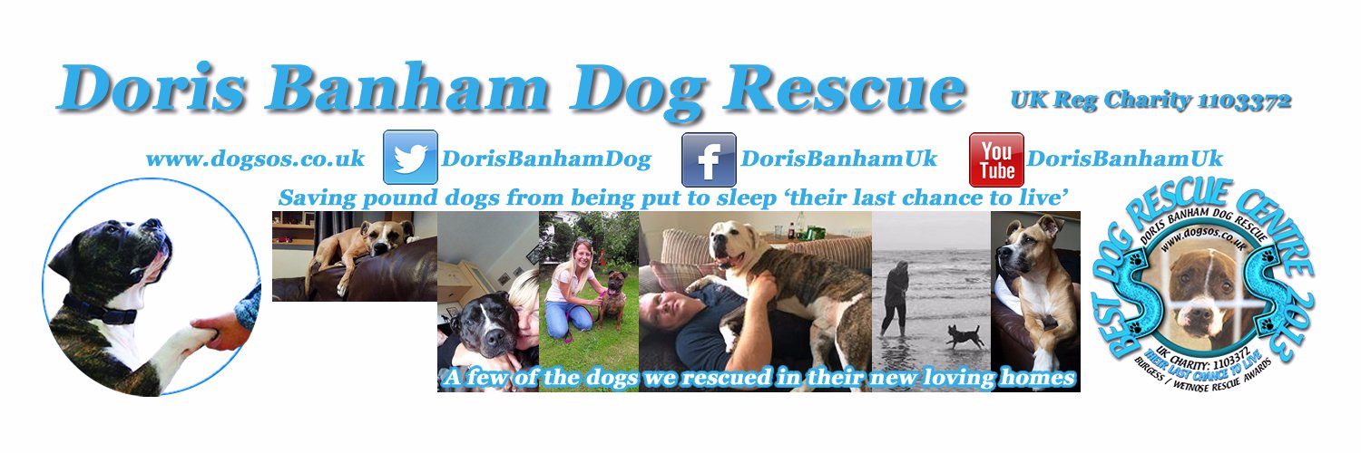 DB Dog Rescue banner