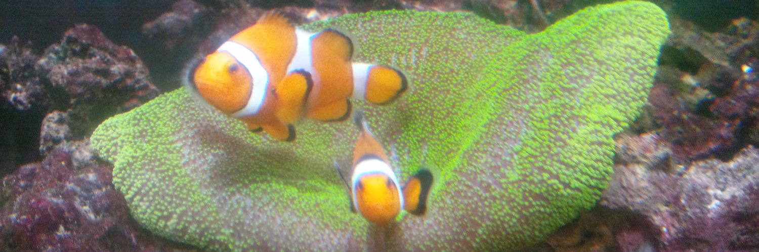 CentroLoriculus's profile banner image