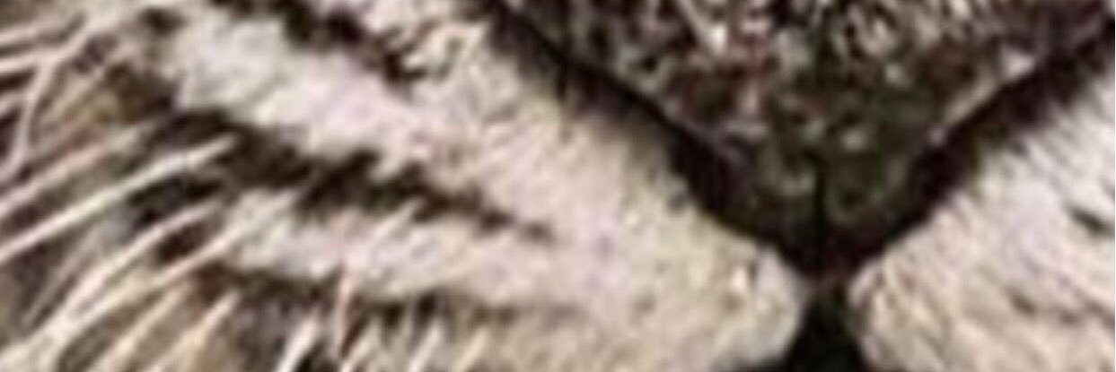 Fifi_3keus's profile banner image