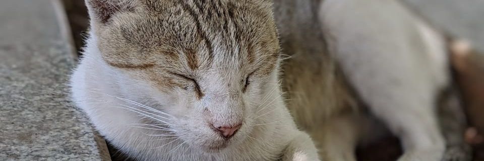 sushimndl's profile banner image