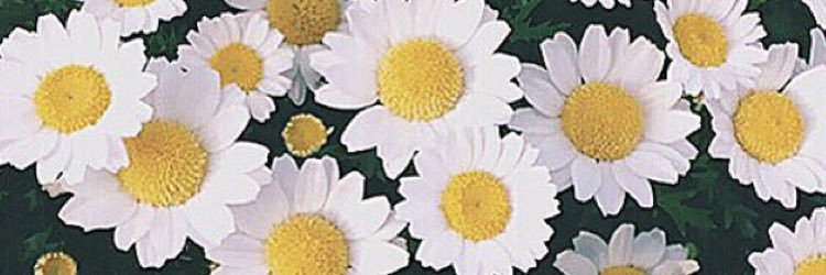 marico_tt's profile banner image