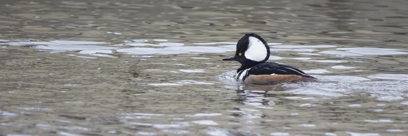 Birds Calgary banner