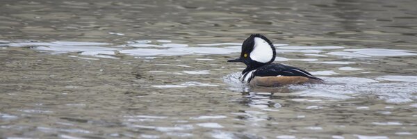 birdscalgary Profile Banner