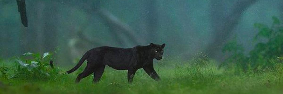 SukaantaNaaik's profile banner image