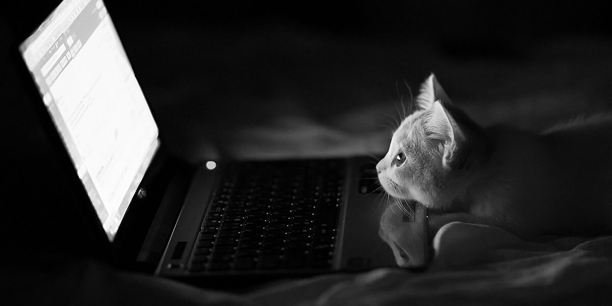 Yukio Strachan banner